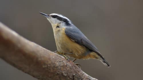 a nuthatch sitting on a branch