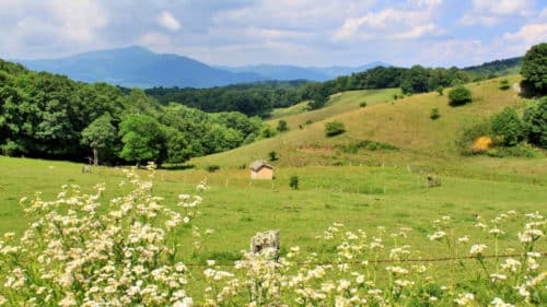 flowers in meadow on flat top trail