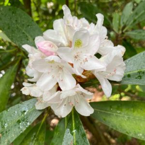 Blossoms at Broyhill Park