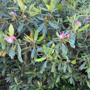 Rhododendrons on Chestnut