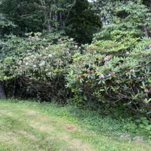 Rosebay Rhododendron in woods