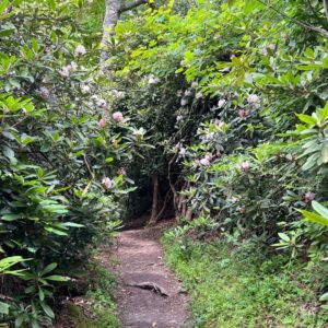 Rhododendron Tunnel