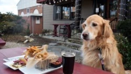 5 Places To Eat With Your Pup